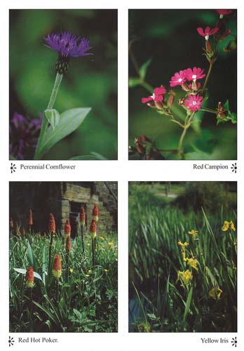 Flowers postcards
